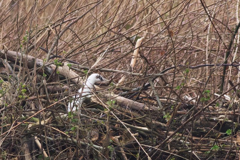Stoat / Hermelijn