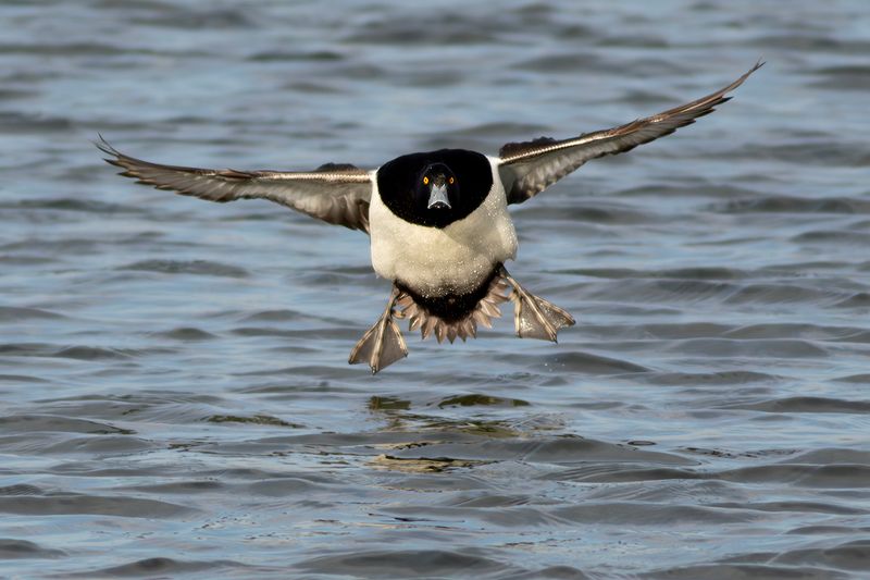 Kuifeend / Tufted Duck