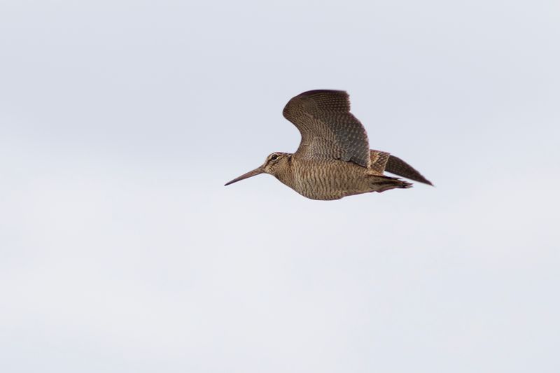 Houtsnip / Eurasian Woodcock