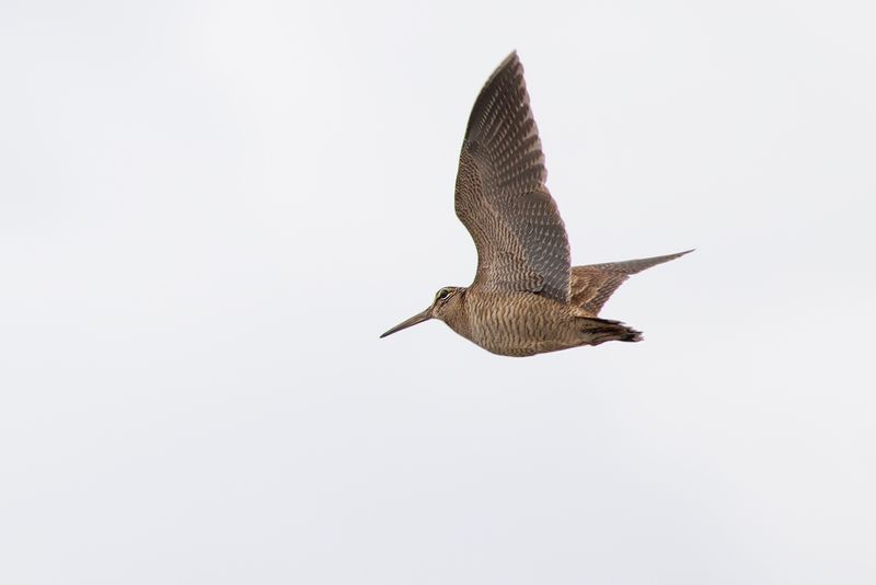 Houtsnip / Eurasian Woodcock