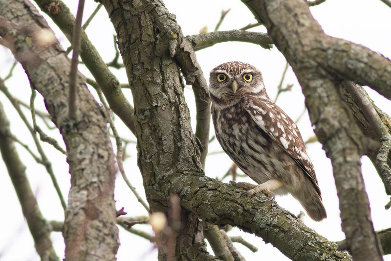 Little Owl / Steenuil