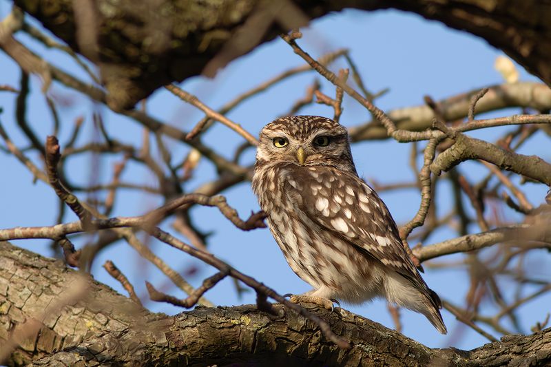Little Owl / Steenuil