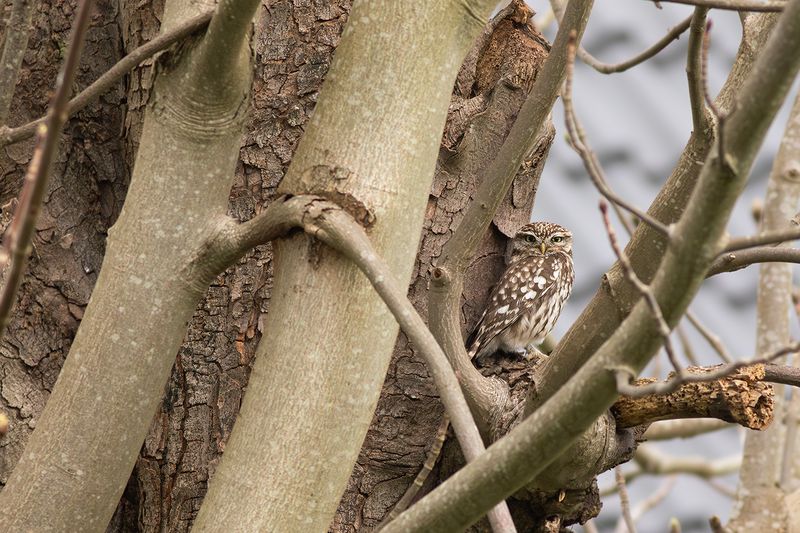 Steenuil / Little Owl