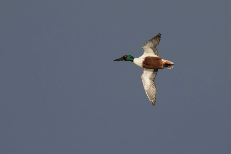 Slobeend / Northern Shoveler