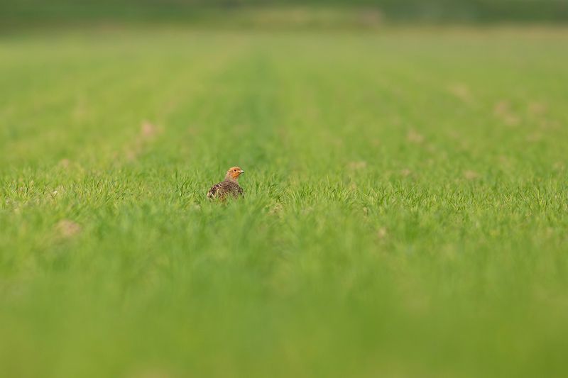 Grey Partridge / Patrijs