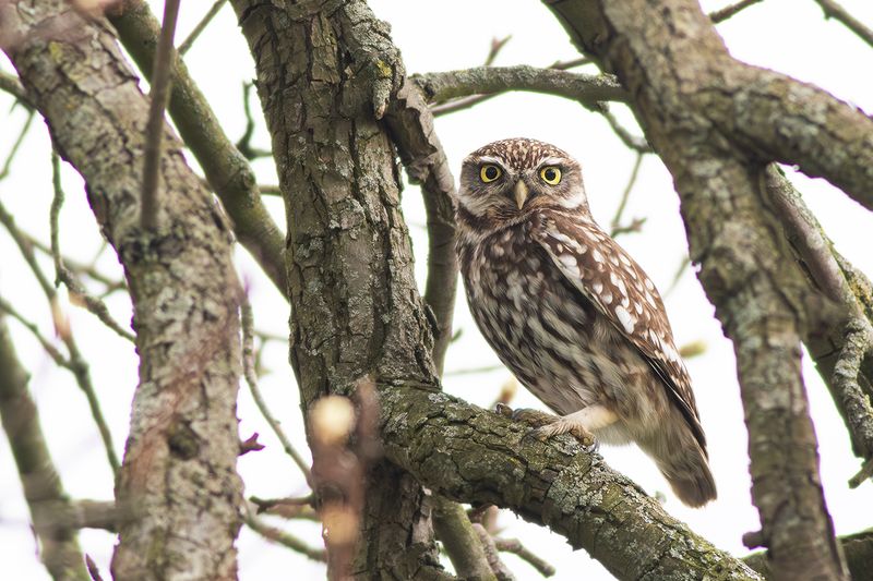 Steenuil / Little Owl
