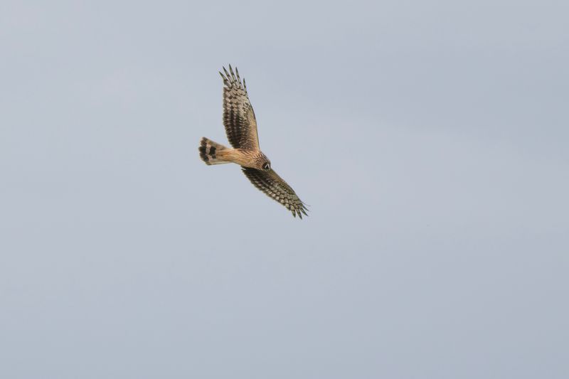 Blauwe Kiekendief / Hen Harrier