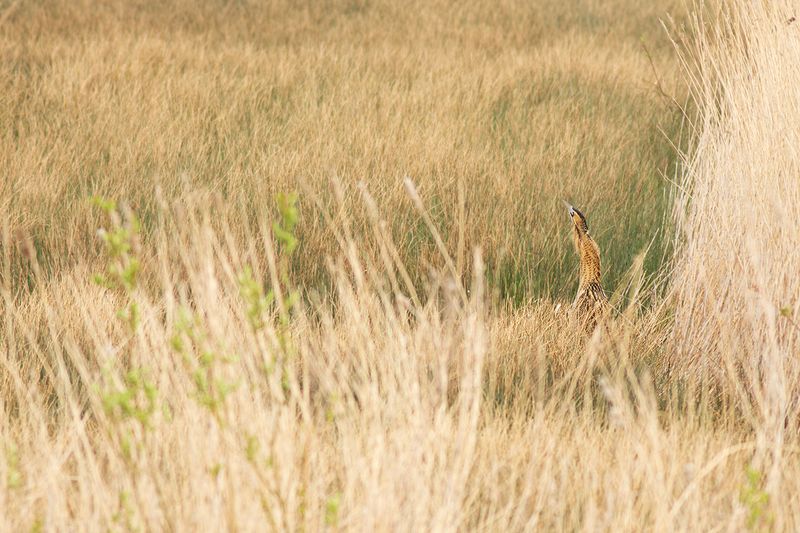 Roerdomp / Great Bittern