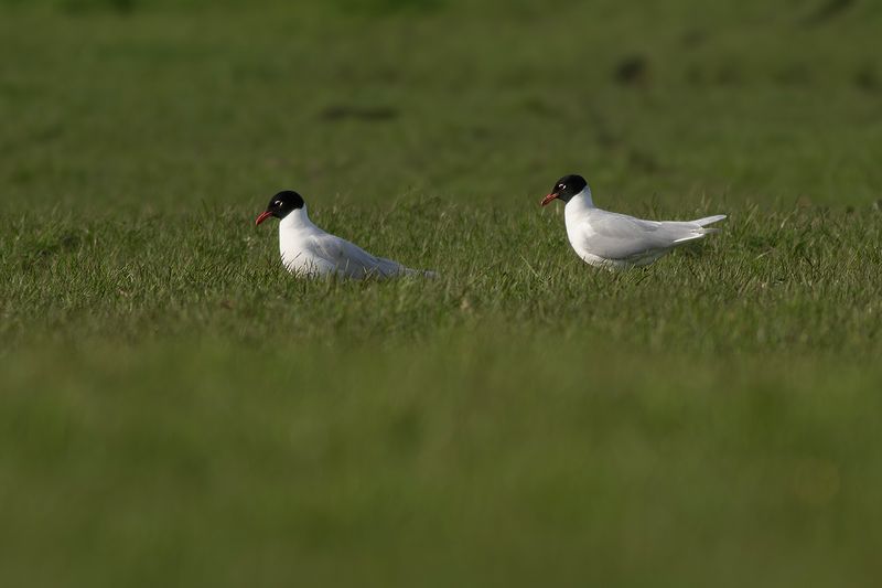 Zwartkopmeeuw / Mediterranean Gull