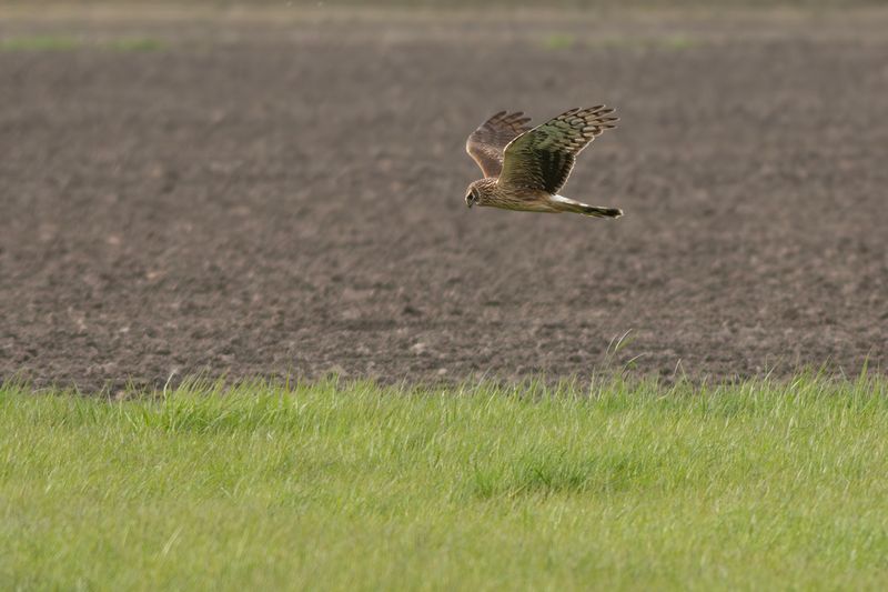 Blauwe Kiekendief / Hen Harrier