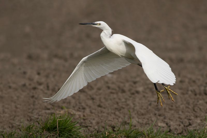 Kleine Zilverreiger / Little Egret