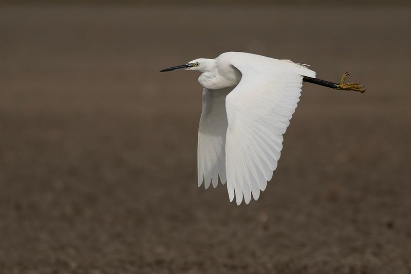 Kleine Zilverreiger / Little Egret