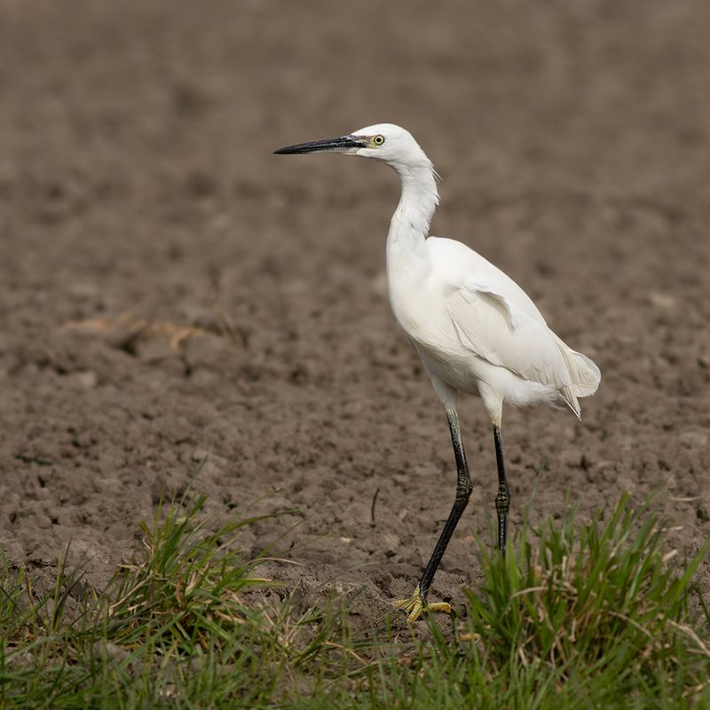 Kleine Zilverreiger / Little Egret