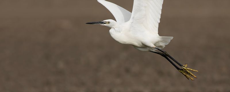 Kleine Zilverreiger / Little Egret