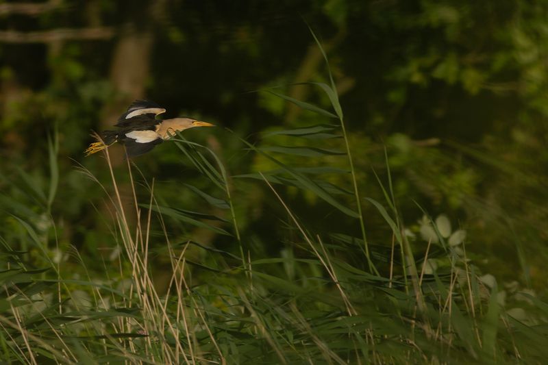 Woudaapje / Little Bittern