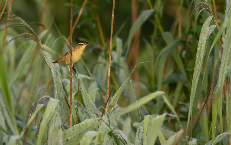 Waterrietzanger / Aquatic Warbler