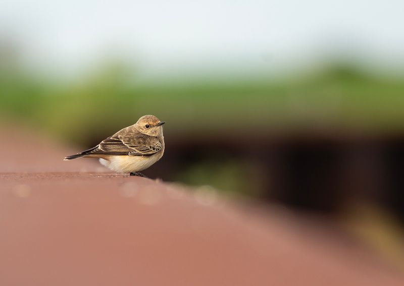 Bonte Tapuit / Pied Wheatear