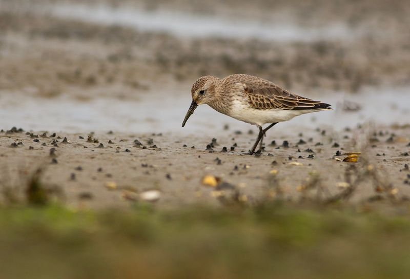 Bonte Strandloper / Dunlin