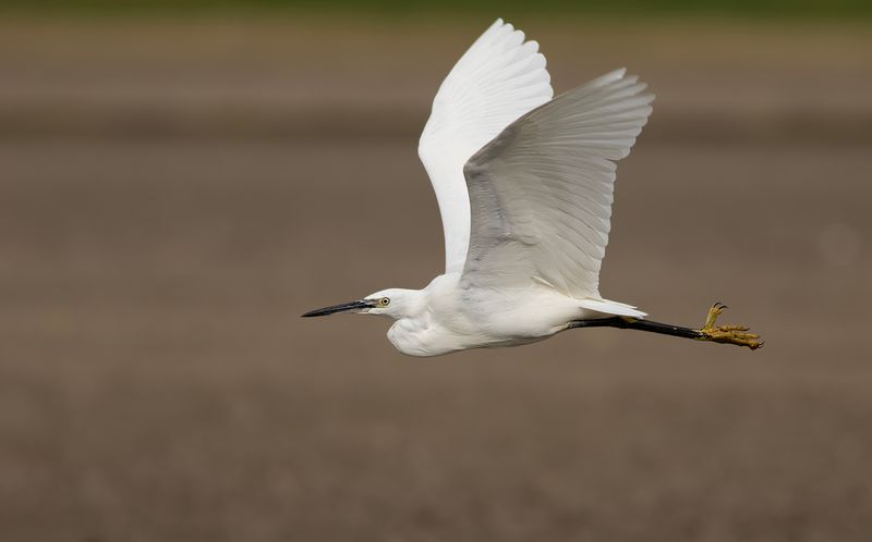 Kleine Zilverreiger / Little Egret