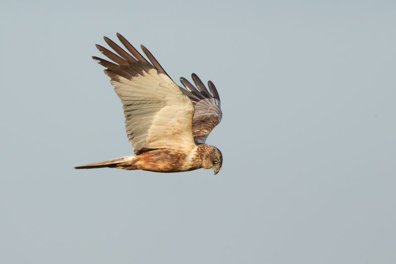 Bruine Kiekendief / Marsh Harrier