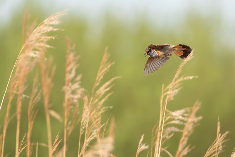 Blauwborst / Bluethroat