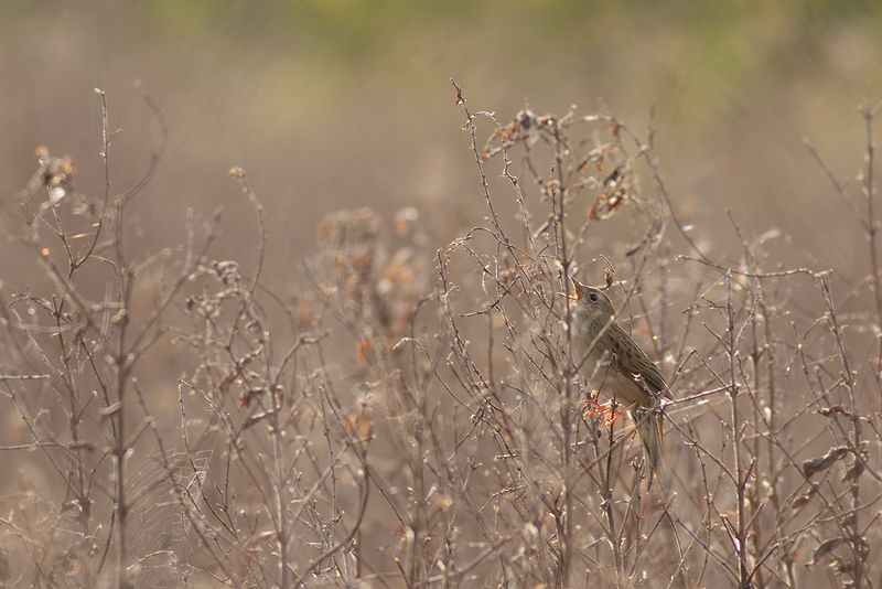 Sprinkhaanzanger / Grasshopper Warbler