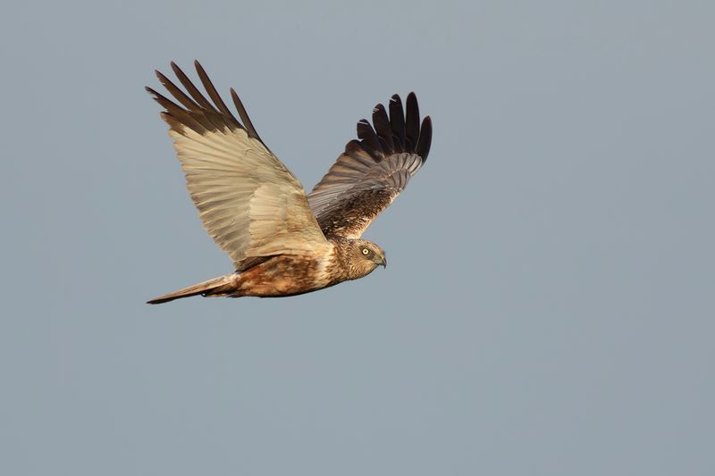 Bruine Kiekendief / Marsh Harrier