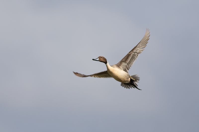 Northern Pintail / Pijlstaart