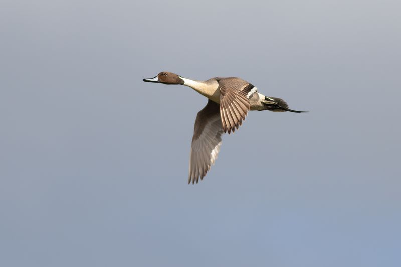 Northern Pintail / Pijlstaart