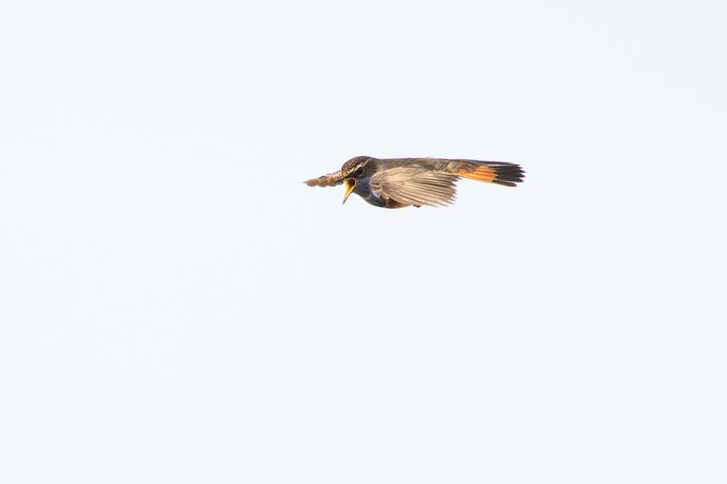 Blauwborst / Bluethroat