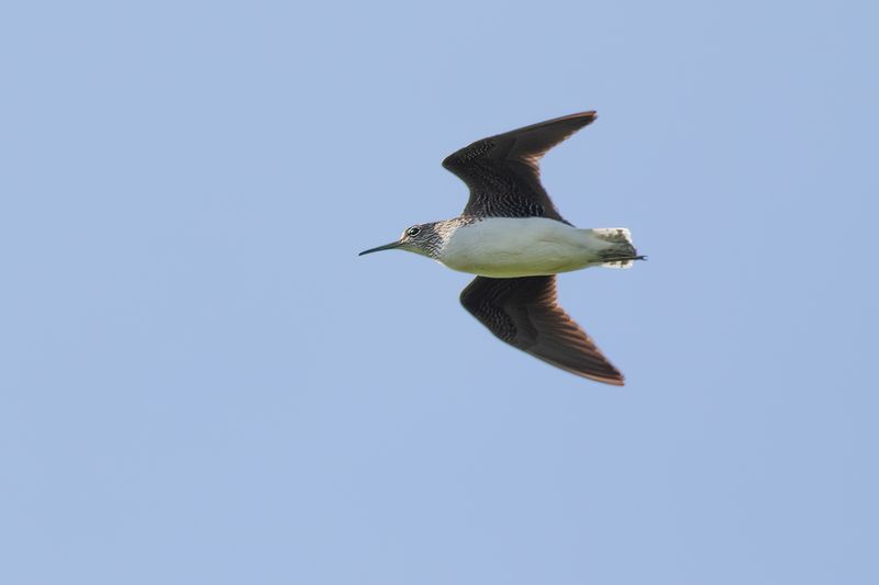 Witgat / Green Sandpiper