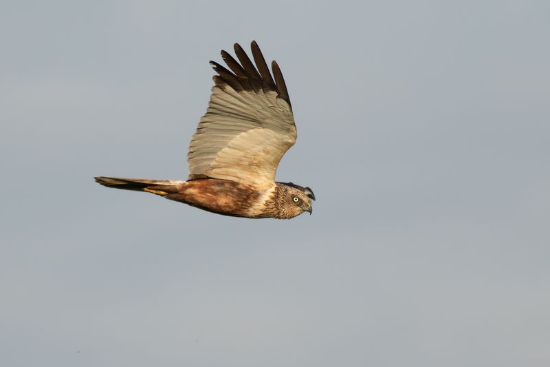 Marsh Harrier / Bruine Kiekendief