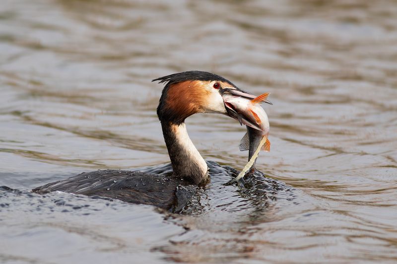 Great Crested Grebe / Fuut