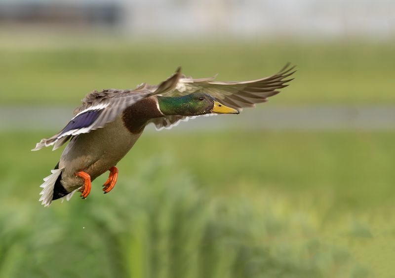 Wilde Eend / Mallard