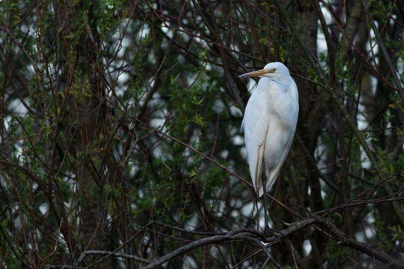 Grote Zilverreiger/ Great Egret
