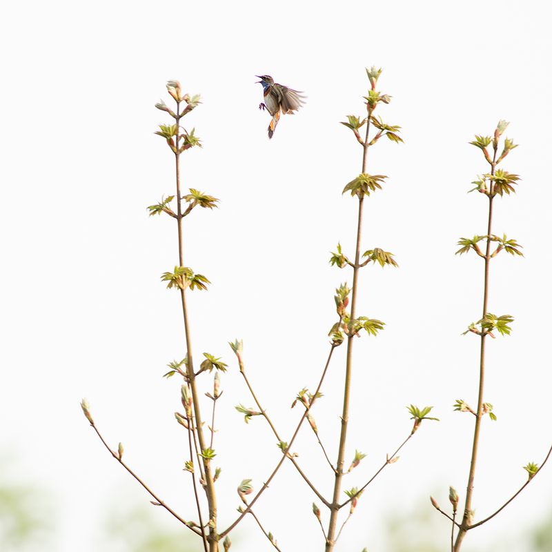 Blauwborst/ Bluethroat