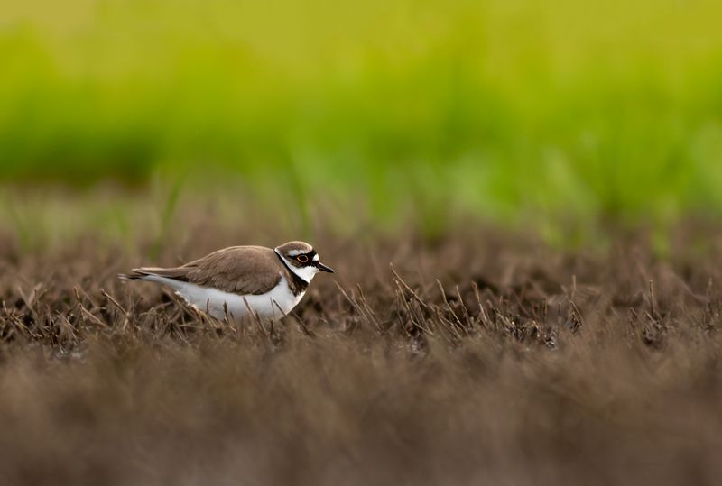 Kleine Plevier / Little Ringed Plover