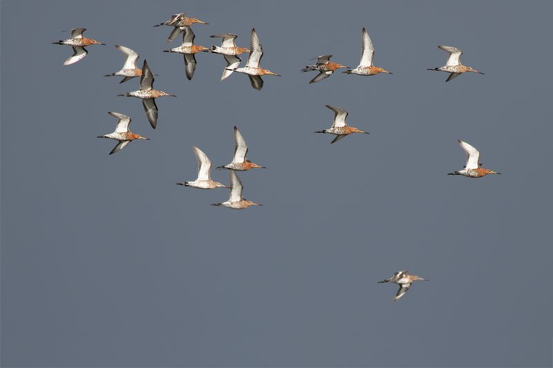 Black-tailed Godwits / Grutto's