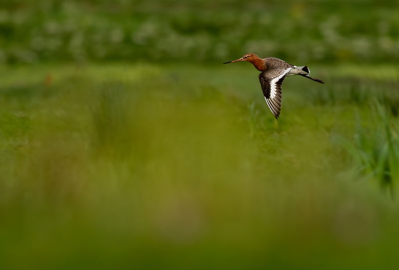 Grutto / Black-tailed Godwit