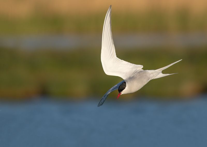 Noordse Stern / Arctic Tern