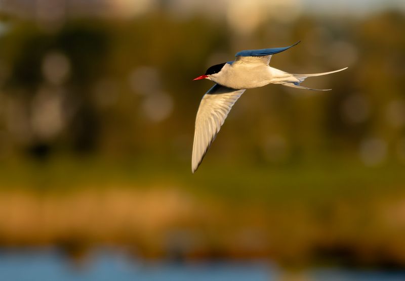 Noordse Stern / Arctic Tern