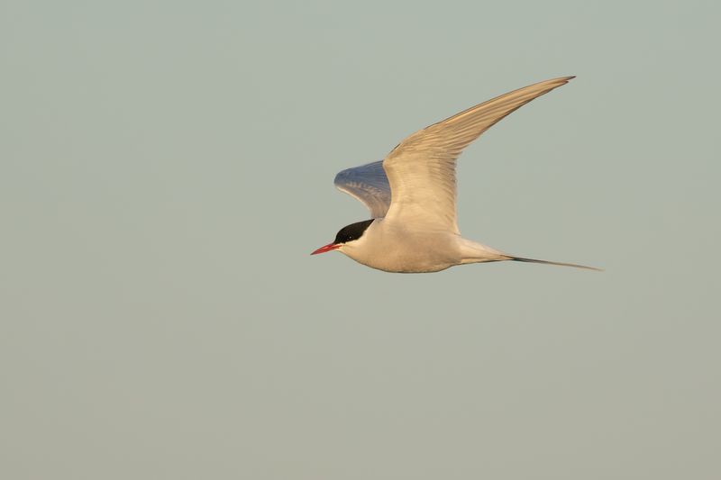 Noordse Stern / Arctic Tern