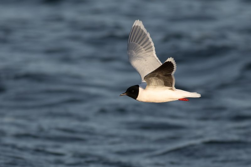 Dwergmeeuw / Little Gull