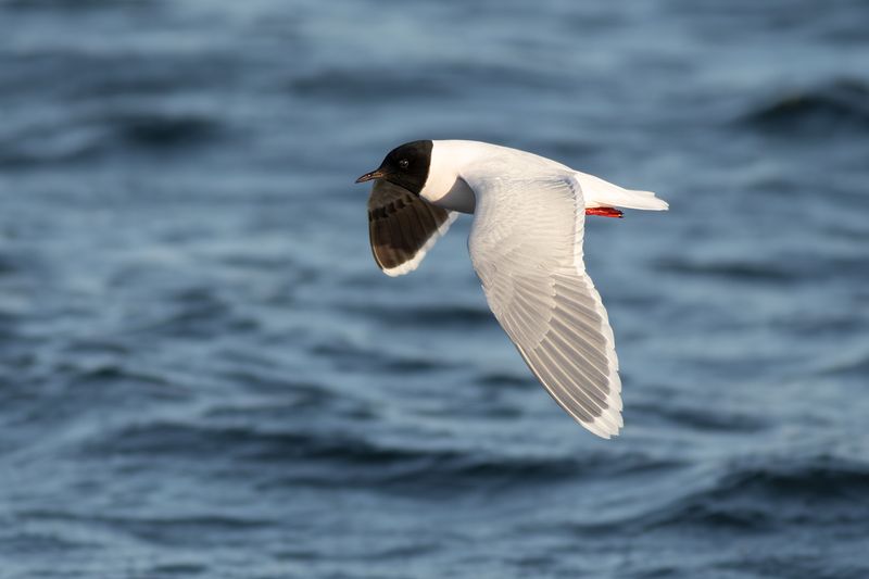 Dwergmeeuw / Little Gull