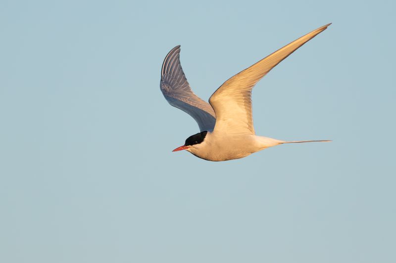 Arctic Tern / Noordse Stern