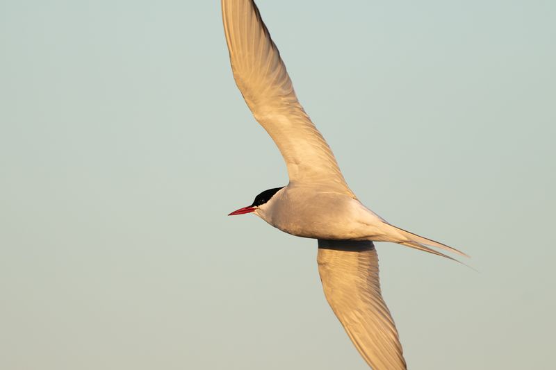Arctic Tern / Noordse Stern
