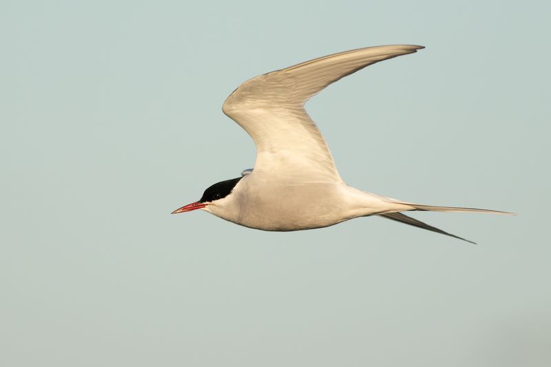 Arctic Tern / Noordse Stern