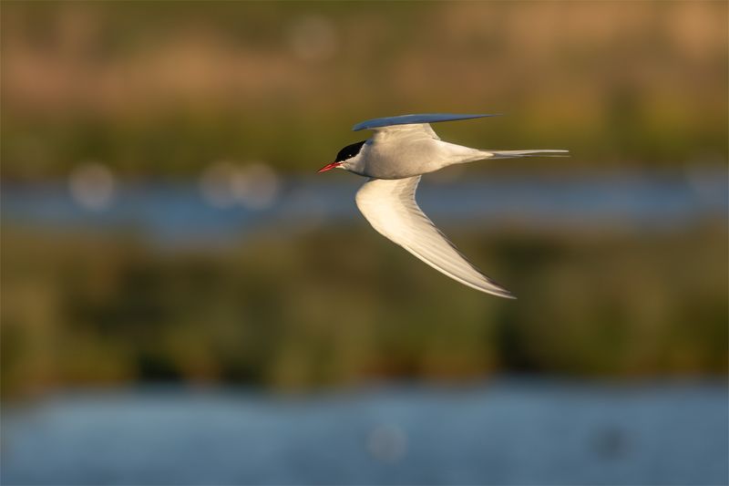 Noordse Stern / Arctic Tern