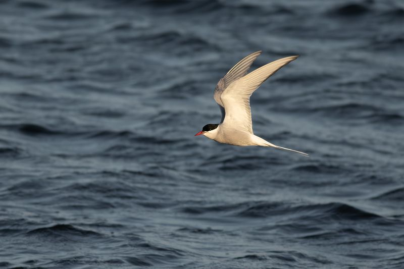 Noordse Stern / Arctic Tern