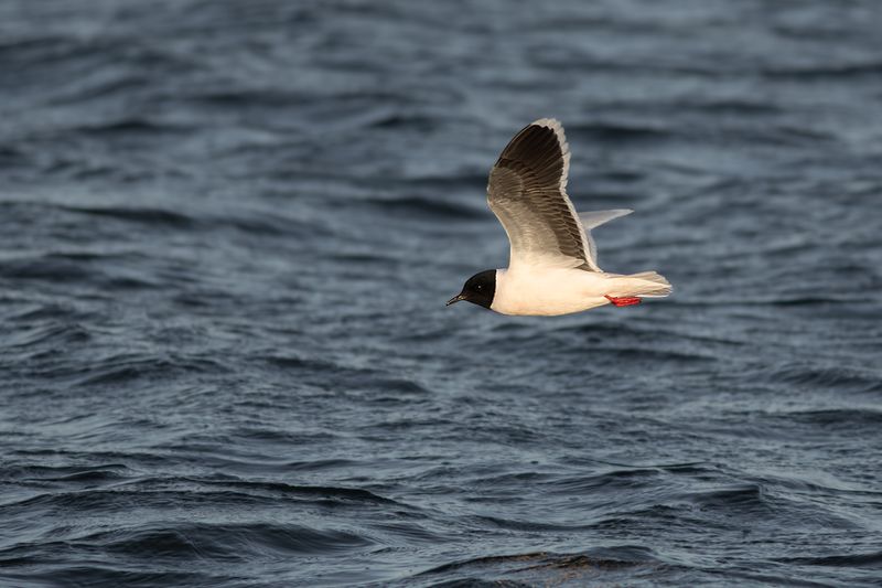 Dwergmeeuw / Little Gull